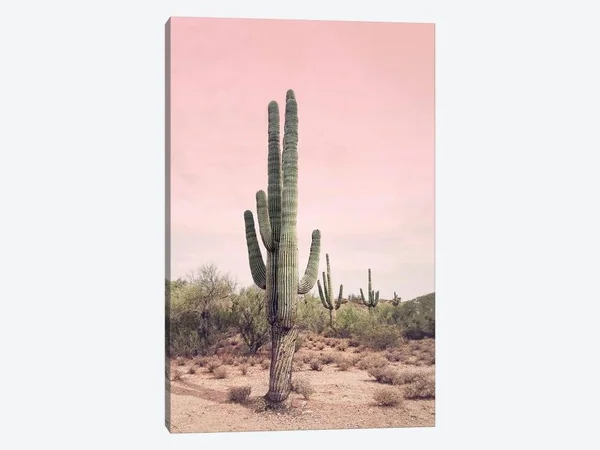 Desert Cactus Blush by Sisi and Seb - Graphic Art Print iCanvas Format: Wrapped Canvas - Size: 26x22 H x 18x22 W x 0.75x22 D, Mat