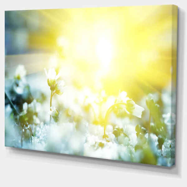 Design Art 'Beautiful White Flowers at Sunrise' Graphic Art on Wrapped Canvas