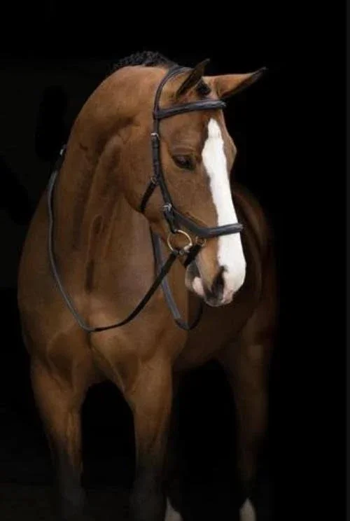 Rambo Micklem Deluxe Competition Bridle