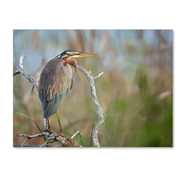 Trademark Fine Art 1X03960-C2432Gg Milan Zygmunt 'Purple Heron' Canvas