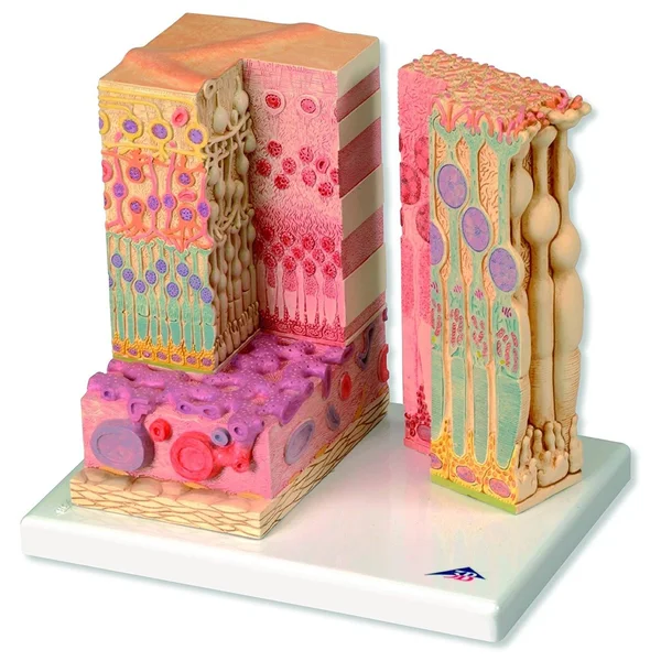 3B Scientific F16 3B MICROanatomy Eye Model - 9.8x22 x 9.1x22 x 7.3x22, 9.8 x 9.1 x 7.3 inches