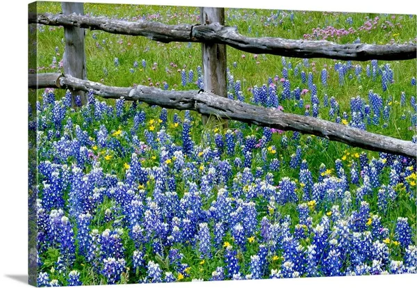 Great Big Canvas Bluebonnet Flowers Blooming Around Weathered Wood Fence Wall Art