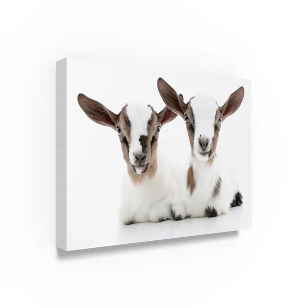 Trademark Art Andrea Mascitti Puppies &Baby Goats& Canvas Art