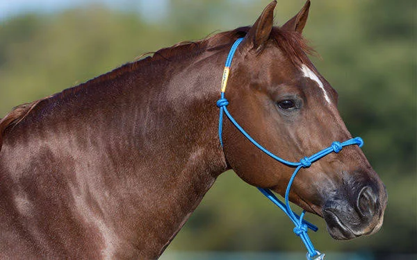 Rope Halter Horse - Blue - Downunder Horsemanship - Clinton Anderson