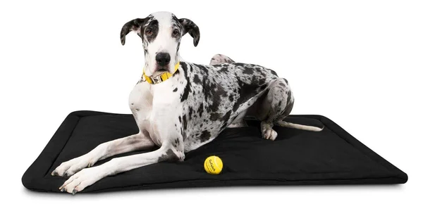 Tough Crate Pad, K9 Ballistics, Chew Resistant and More, Black, Small (29x22x18x22)