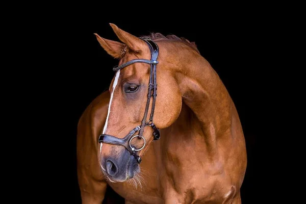 PS of Sweden Pioneer Snaffle Bridle - Black