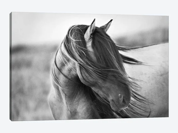 Tony Stromberg Canvas Prints - Fierce Grace ( Animal Art > Farm Animals > Horses art)