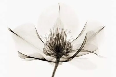 Framed Canvas Art - Hellebore I by Robert Coop ( Floral & Botanical > Flowers art)
