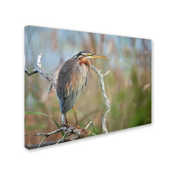 Trademark Fine Art 1X03960-C2432Gg Milan Zygmunt 'Purple Heron' Canvas