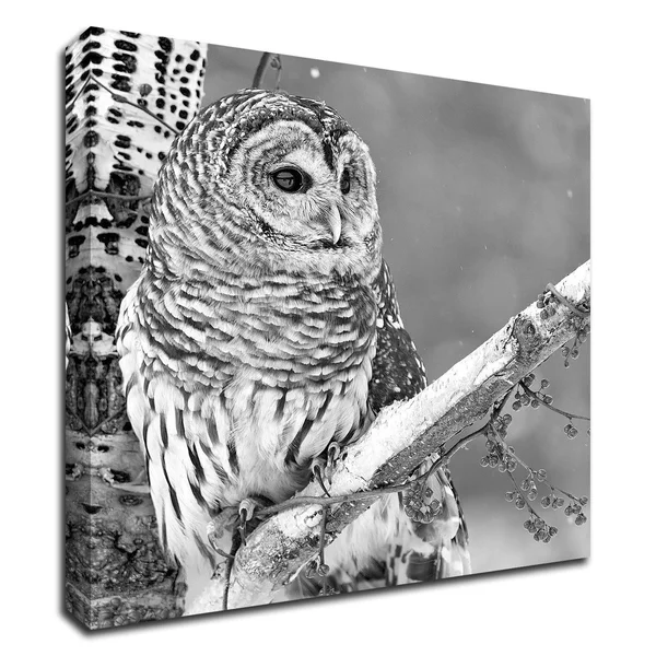 18x22 x 18x22 White Owl by PhotoINC Studio Print on Canvas