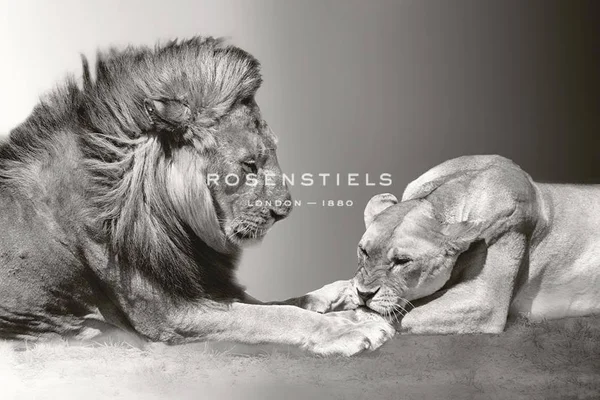 Bobbie Goodrich - Kenyan Lions Giclee Canvas
