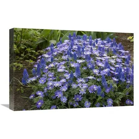 16 x 24 in. Greek Anemone Flowers Art Print - Visionspictures