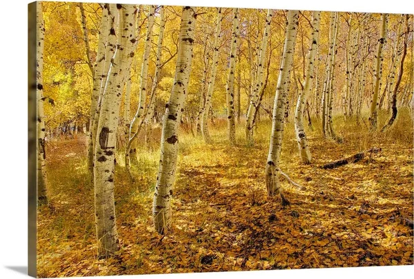 Yellow Aspen Trees in The Fall in The Sierra Mountains of California, Canvas Wall Art, 30x20, Great Big Canvas