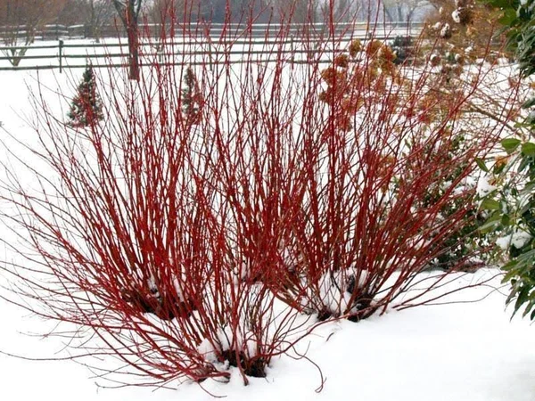 Arctic Fire Dogwood - 3 gal. by PlantingTree