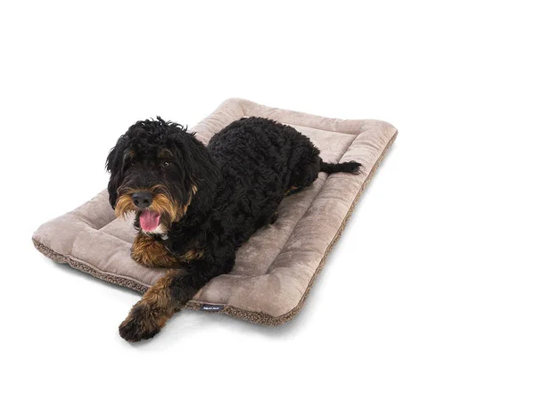 West Paw Big Sky Nap Midnight, Large