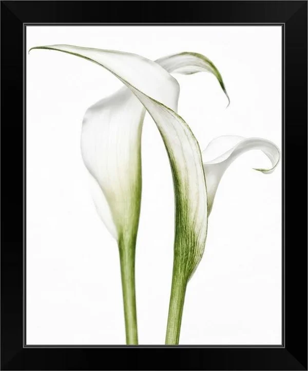 Calla Lily Pair, Black Framed Wall Art, 16x20, Great Big Canvas