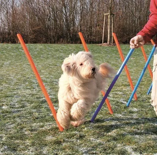 Agility Slalom Masts - 115Xø 3 cm Trixie
