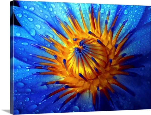Waterlily, Large Solid-Faced Canvas Wall Art Print, Great Big Canvas