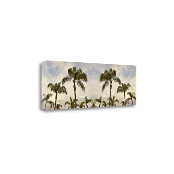 Palm Banner - 2 - Color by Alan Blaustein Wrapped Canvas Wall Art