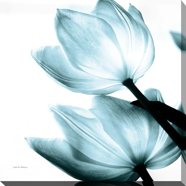 Picture Perfect International Debra Van Swearingen Translucent Tulips II Sq Aqua Crop Giclee Stretched Canvas Wall Art - Size: 36