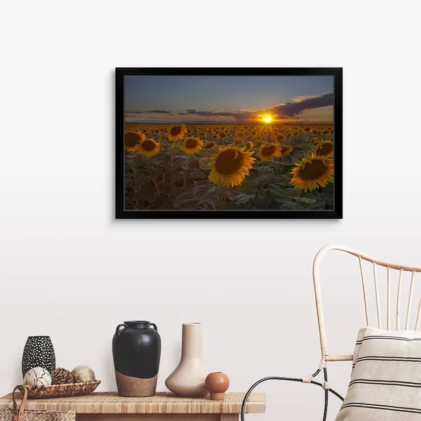 Beautiful Sunflower Field at Sunset in Rural Colorado., Black Framed Wall Art, 36x24, Great Big Canvas