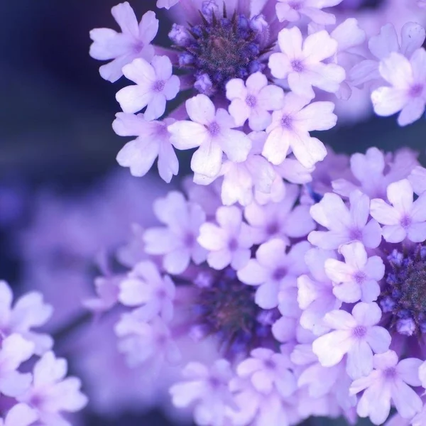 Easy Art Prints PhotoINC Studio's 'Purple Flowers' Premium Canvas Art - 36 x 36 - Modern Black Frame