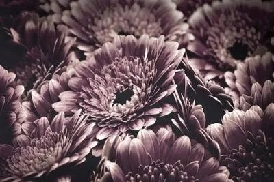 Framed Canvas Art - Opulent IV by Design Fabrikken ( scenic & landscapes > Nature > Nature close-ups > Floral cl
