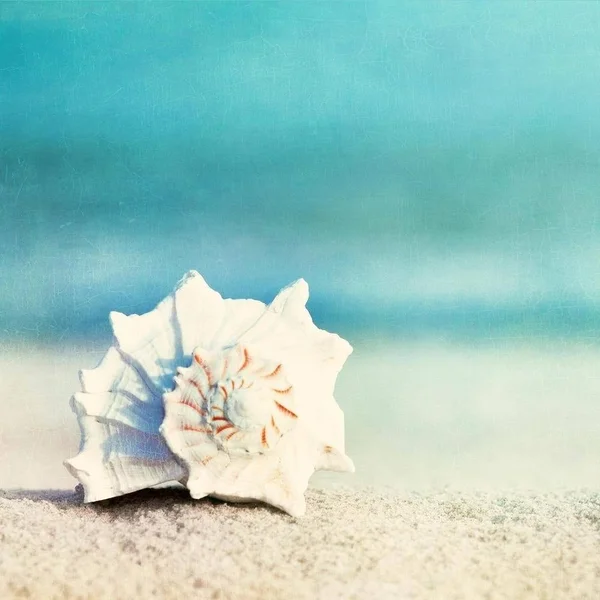 Easy Art Prints Carolyn Cochrane's 'Paradise' Premium Canvas Art (40 x 40)