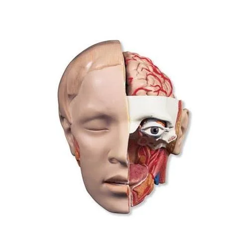3B Scientific C09/1 6-Part Head Model