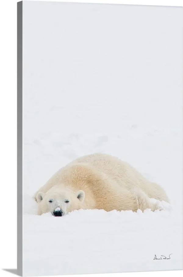 Polar Bear Cooling Off After Wrestling Match - Canvas Wall Art, 24x36, Great Big Canvas