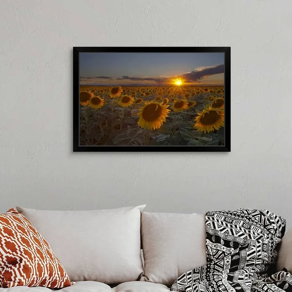 Beautiful Sunflower Field at Sunset in Rural Colorado., Black Framed Wall Art, 36x24, Great Big Canvas