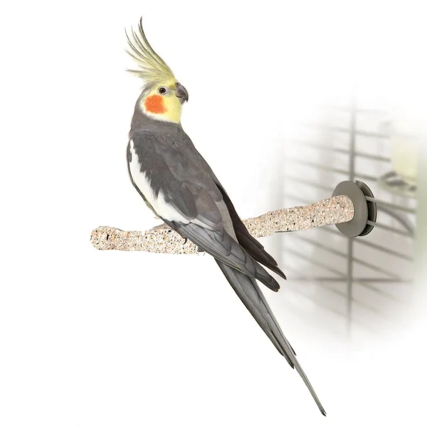 K&H Pet Products Bird Sand Thermo-Perch - Large