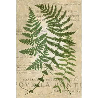Fern Folio I by Vision Studio Painting Print on Canvas Gracie Oaks Format: Gold Framed - Size: 31.50x22 H x 21.50x22 W x 1.375x22