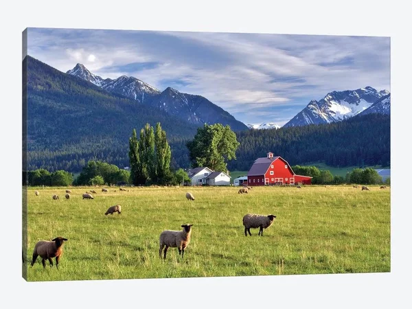 Dennis Frates Canvas Prints - Mountain Sheep ( scenic & landscapes > Nature > fields, grasslands & Meadows art)