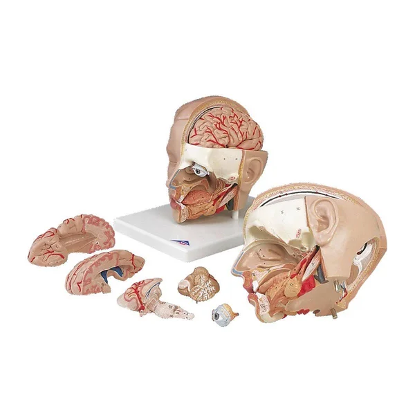 3B Scientific C09/1 6-Part Head Model