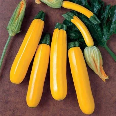 Squash Golden Rod F1 Seed Treated - 1 - 000 Seeds