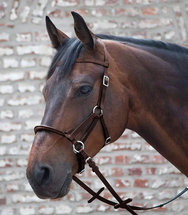 Waldhausen Dover Saddlery Linda Tellington-Jones Lindell Bitless Bridle - Horse-F/S