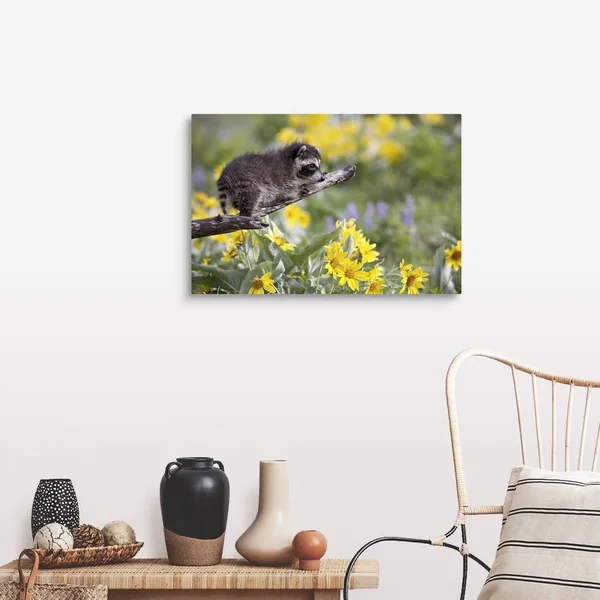Baby Raccoon in Captivity - Animals of Montana, Bozeman, Montana, Large Solid-Faced Canvas Wall Art Print, Great Big Canvas