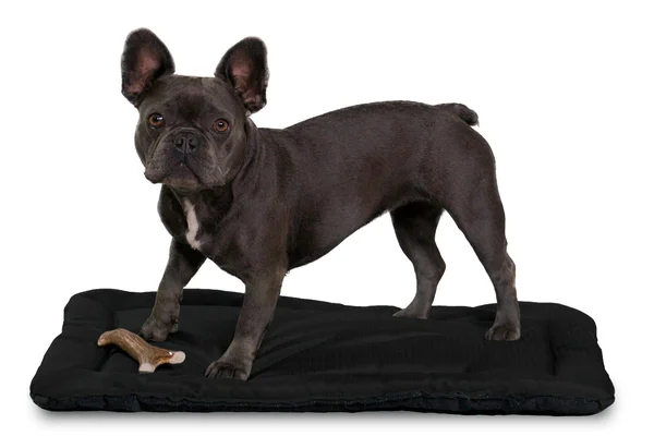 Tough Crate Pad, K9 Ballistics, Chew Resistant and More, Black, Small (29x22x18x22)