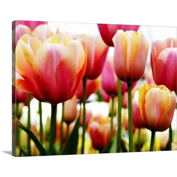 GreatBigCanvas Tulip by PhotoINC Studio Canva 30-in H x 40-in W Abstract Print on Canvas - 2529356-24-40X30