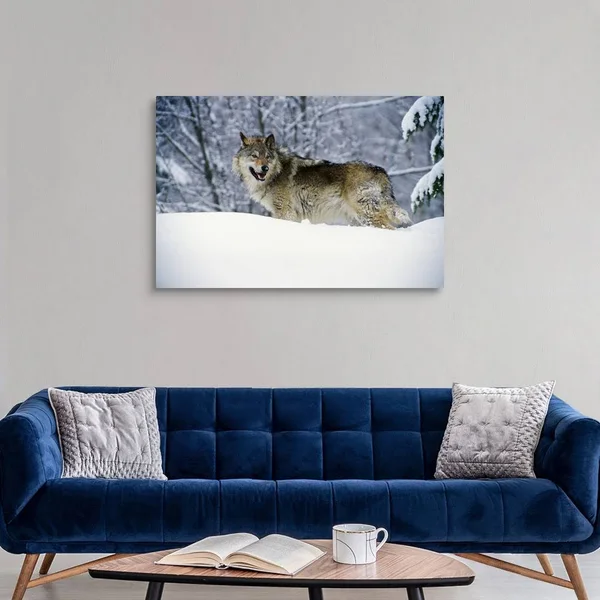Gray Wolf in Snow - Montana, Canvas Wall Art, 48x32, Great Big Canvas
