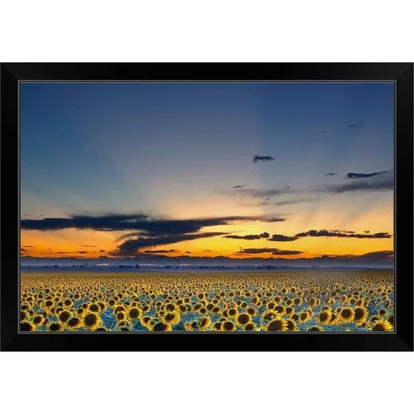 Sunflower Field Illuminated by Beautiful Rays During Sunset. Black Framed Print - 24 x 16