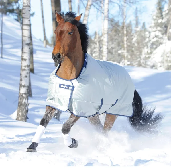 Bucas Power Turnout Blanket - Extra