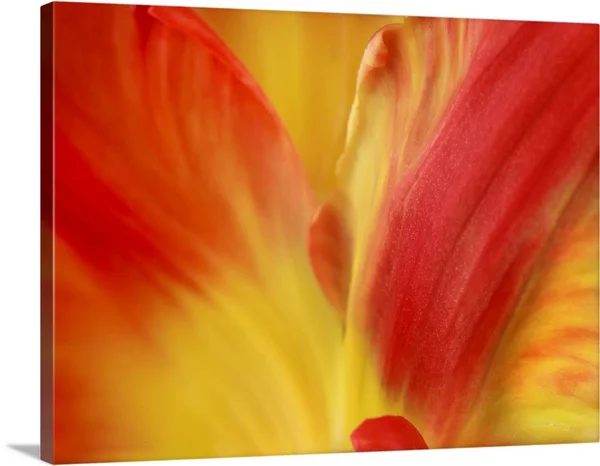 Tulipa - Canvas Wall Art, 40x30, Great Big Canvas
