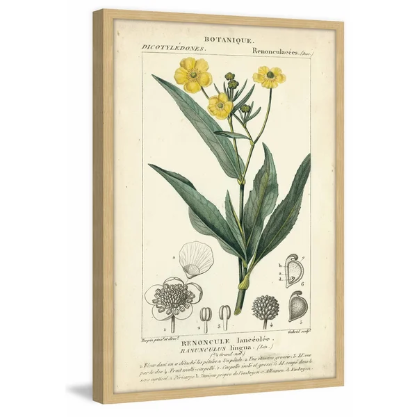 Marmont Hill Inc Botanique Study in Yellow III' Framed Painting Print - 16 x 24
