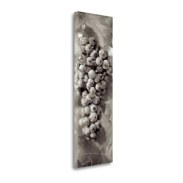 Tangletown Fine Art Grapes Pano - 14x22 by Alan Blaustein, Giclee Print on Wrap Canvas, 16x22x47x22