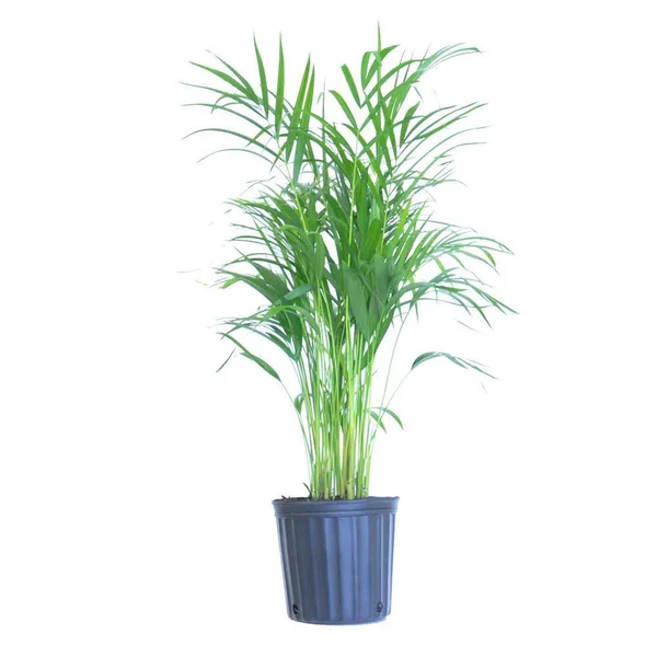 United Nursery Areca Palm Live Dypsis Lutescens Indoor Outdoor Houseplant in 10 in. Grower Pot 24 in. to 34 in. Tall