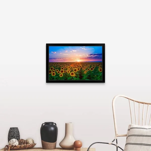 Sunset from Sunflower Field on Eastern Plains of Colorado, Near Denver. Black Framed Print - 30 x 20