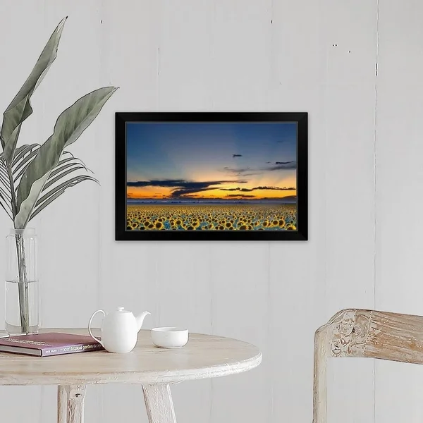 Sunflower Field Illuminated by Beautiful Rays During Sunset. Black Framed Print - 24 x 16