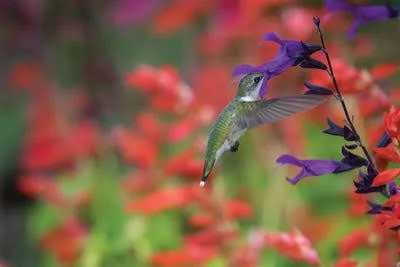 Framed Poster Prints - Ruby-Throated Hummingbird on Purple Majesty salvia. Marion County - Illinois. by Richard & Susan Day (